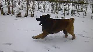 Leonberger Snow Day by sharon springel 579 views 6 years ago 1 minute, 25 seconds