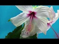 Timelapse watch flowers bloom before your eyes  short film showcaseflute guitar music