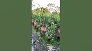 quất chum dù 50 quất tết 2023 #shorts #tiktok