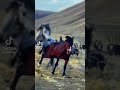 Real horse fighting mp3