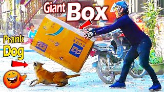 Big Box vs Prank Sleep Dog Very Funny With Surprise Scared Reaction - Try Not To Laugh - SRTV Club