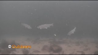 Fish Tech Fishing Tip: Alternative Lures for Aggressive Trout