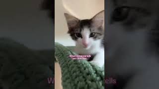 Watching Stevie go from tiny kitten to big boy 🥹