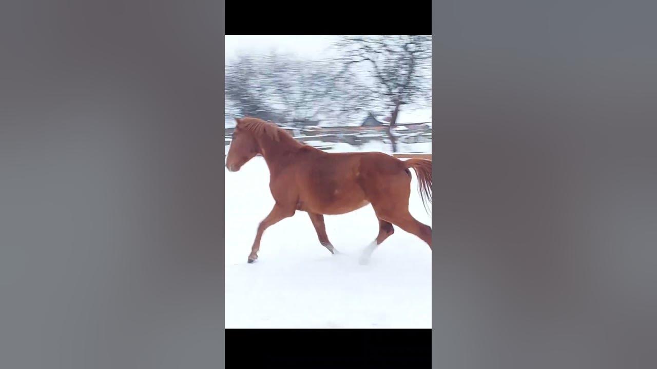 Молодая лошадь #игры #колесо #лошади #приколы #зима #конныйспорт #мерин ...