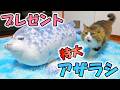 もちもち好きの猫ボス吉に究極もちもちボディーの特大アザラシをプレゼントしました🐈💕