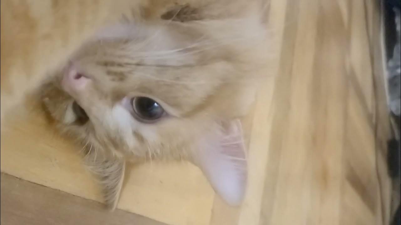 #кот Леон ютубер - YouTube