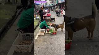 The highly intelligent dog helps his owner buy vegetables and meat🤠
