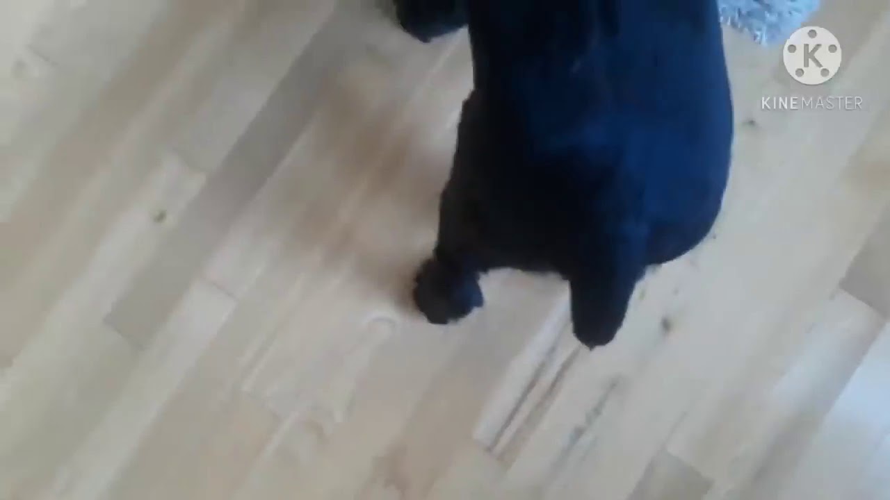 My dog loves to kiss me. coco love puja Chakraborty me and my dog and