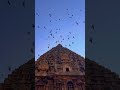 Village videography | #mobilephotography #mobilevideography #thanjavur #bigtemple