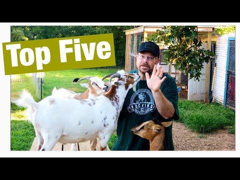 Video: How To Buy A Goat