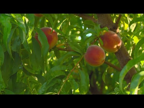 Exploring Idaho: Treasure Valley U-pick Farms