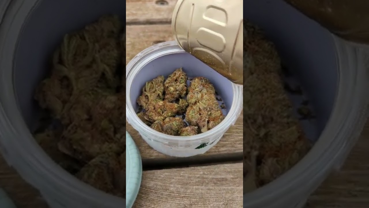 Sativite gunnama 22% 7g $139 balanced hybrid