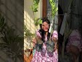 Live plants from Thai green nursery