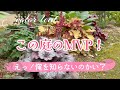 【宿根草ヒューケラで庭がモリモリ!】【日陰や日向でも育つ優秀なカラーリーフ】【植えっぱなしで毎年楽しめる】地植え/ガーデニング
