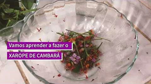 Como fazer o xarope de Cambará?