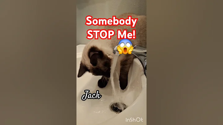 Watch the video about Can't get enough water! 😱 #cat #kitten #meow #siamese #dailyshorts #shorts #adoreble #catmeow