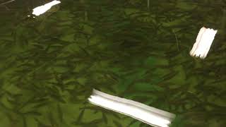 European Sea Bass at IMET