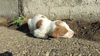 Desperate puppy sleeping beside the road (part 1) by Pets are angels 5,948 views 5 months ago 5 minutes, 4 seconds