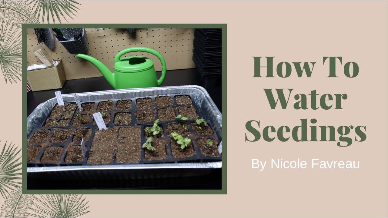 How To Water Seedlings/6 Packs Indoors Home Gardening YouTube