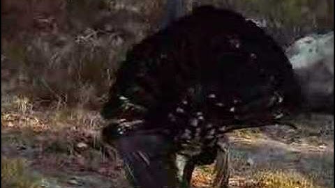 tiurleik 2008 del 3(Capercaillie display part 3)