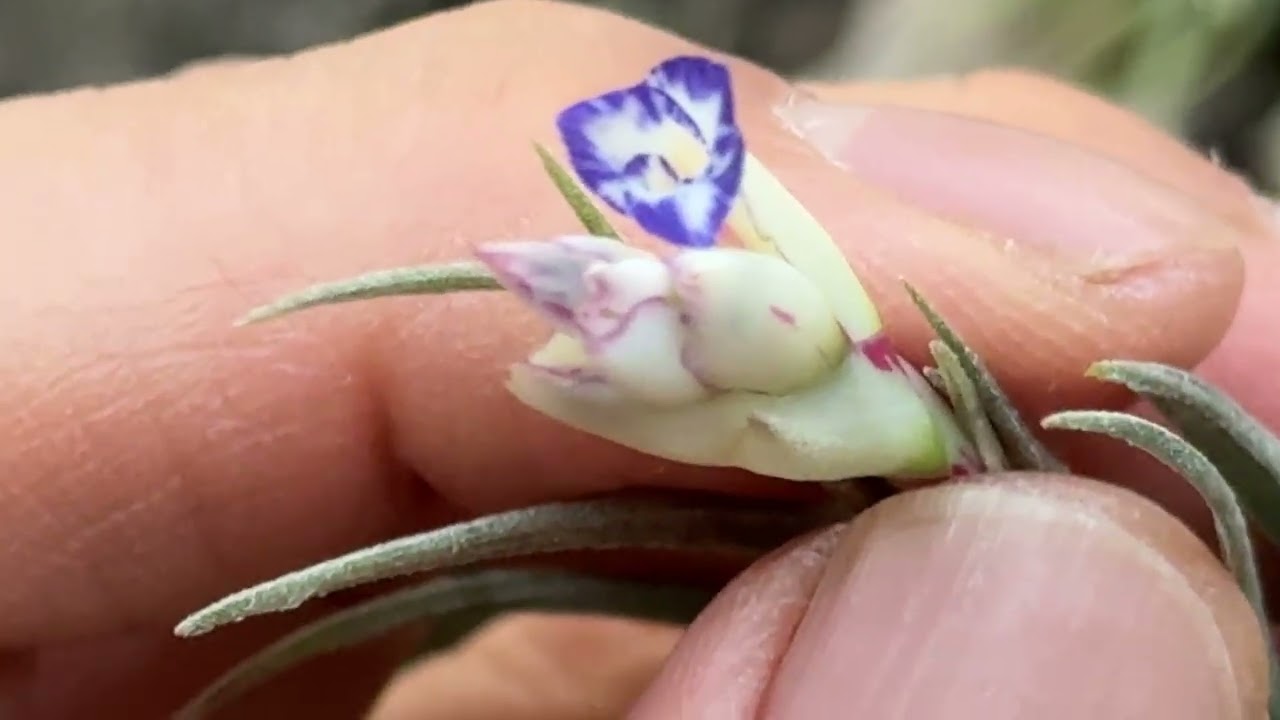 チランジア アエラントス マージナータ(セミアルバ)Tillandsia