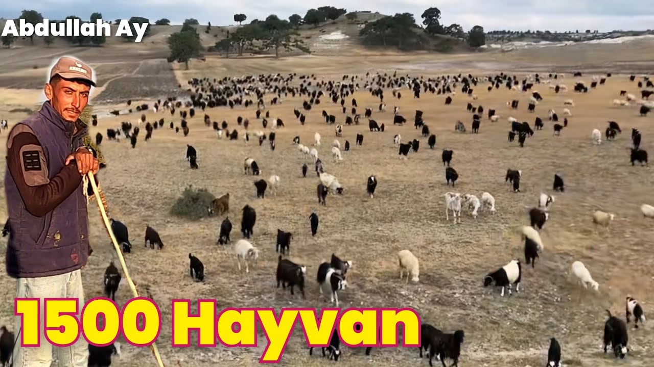 1500 Hayvana 400 Çan ile Dağları İnleten Genç Çoban Abdullah Ay - Kütahya #hayvancılık #keçi
