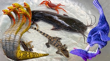 Kem Ốc Chanel ra ngõ ngập lụt bắt cá gặp cá sấu cắn con cua, con rắn 6 đầu ăn con mèo, con cá sở thú