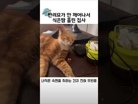 반려묘가 안 깨어나서 식은땀 흘린 집사 thumbnail