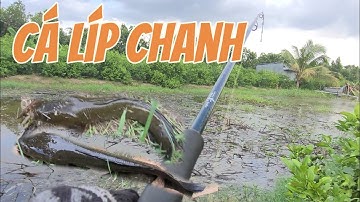 Câu Cá Lóc.  Lure Cá Lóc Líp Chanh Cá Quá Dạng. Trần Tài Vlog