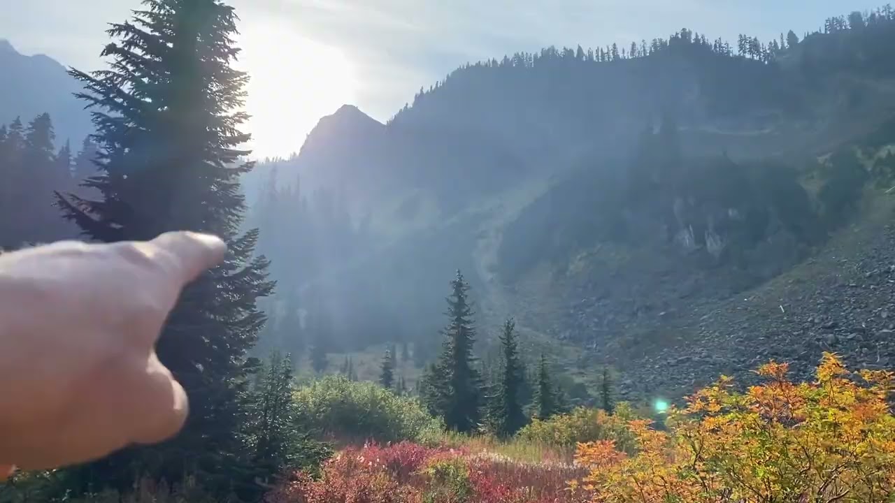 Mountain Blueberries (Bill Berries) in the Pacific Northwest