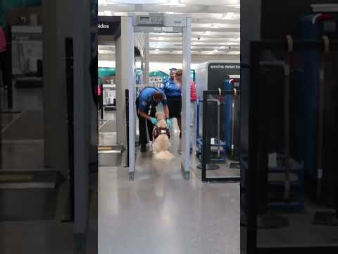 Video: Taking Your Service Animal Through Airport Security