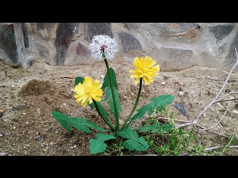 Video: Mengapa Dandelion Buka Di Pagi Hari Dan Tutup Di Malam Hari?