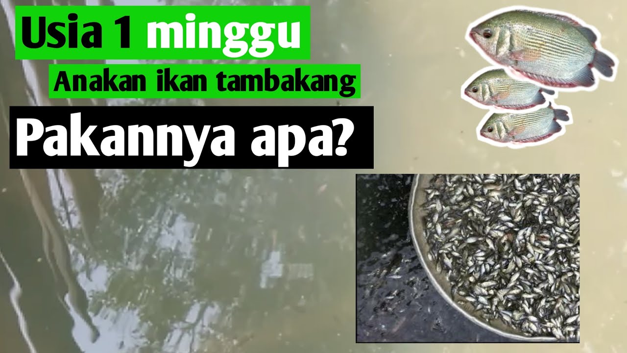 Anakan ikan tembakang usia 1 minggu