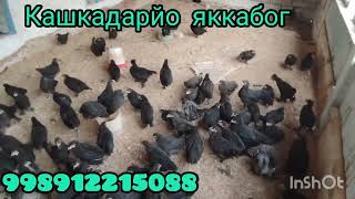 картинка: Кора жужалар сотилади Манзил кашкадарйо яккабог 