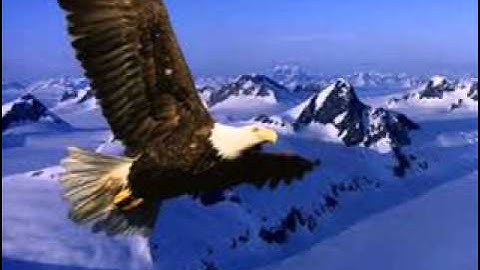 سورة الضحى للشيخ فضل حسن عباس