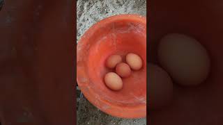 Thursday eggs Collection 😍 #hen #poultry #fnloft