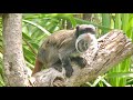 エンペラータマリン Emperor Tamarin オークランド動物園 Auckland Zoo ニュージーランド New Zealand