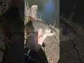 Method feeder łowienie płoci feederem