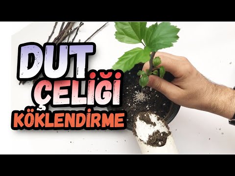 Dut Çelik Köklendirmede