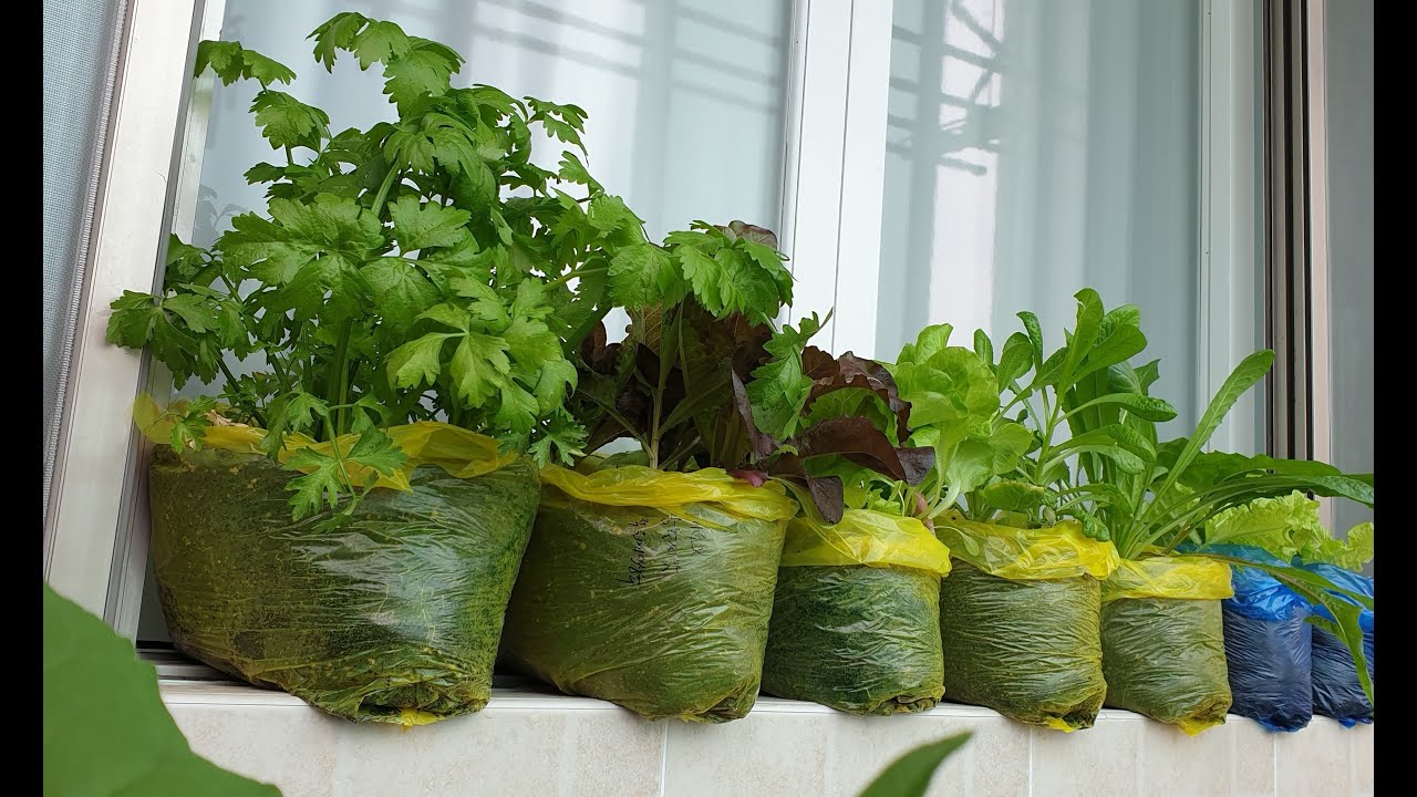 아파트 봉다리에 채소 쉽게 키우는방법｜How to easily grow vegetables in the apartment by