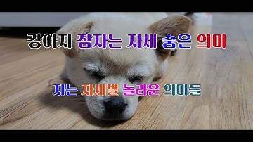 강아지잠자는위치 - Youtube