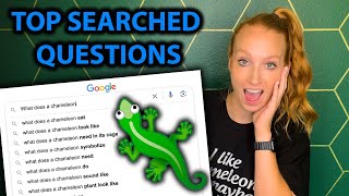 Answering The Web's Most Searched Chameleon Questions by Neptune the Chameleon 1,204 views 8 months ago 19 minutes