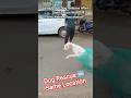 Dog Releasing Same Palace #release #dog #dogwithpublicsafety #pets #ytshorts #rescue