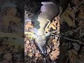 #outdoors #hunting #deer