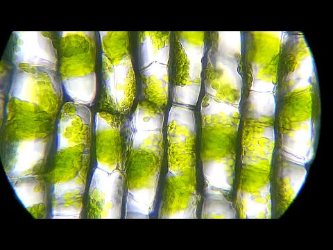Vídeo: Como os cloroplastos se movem pela célula?