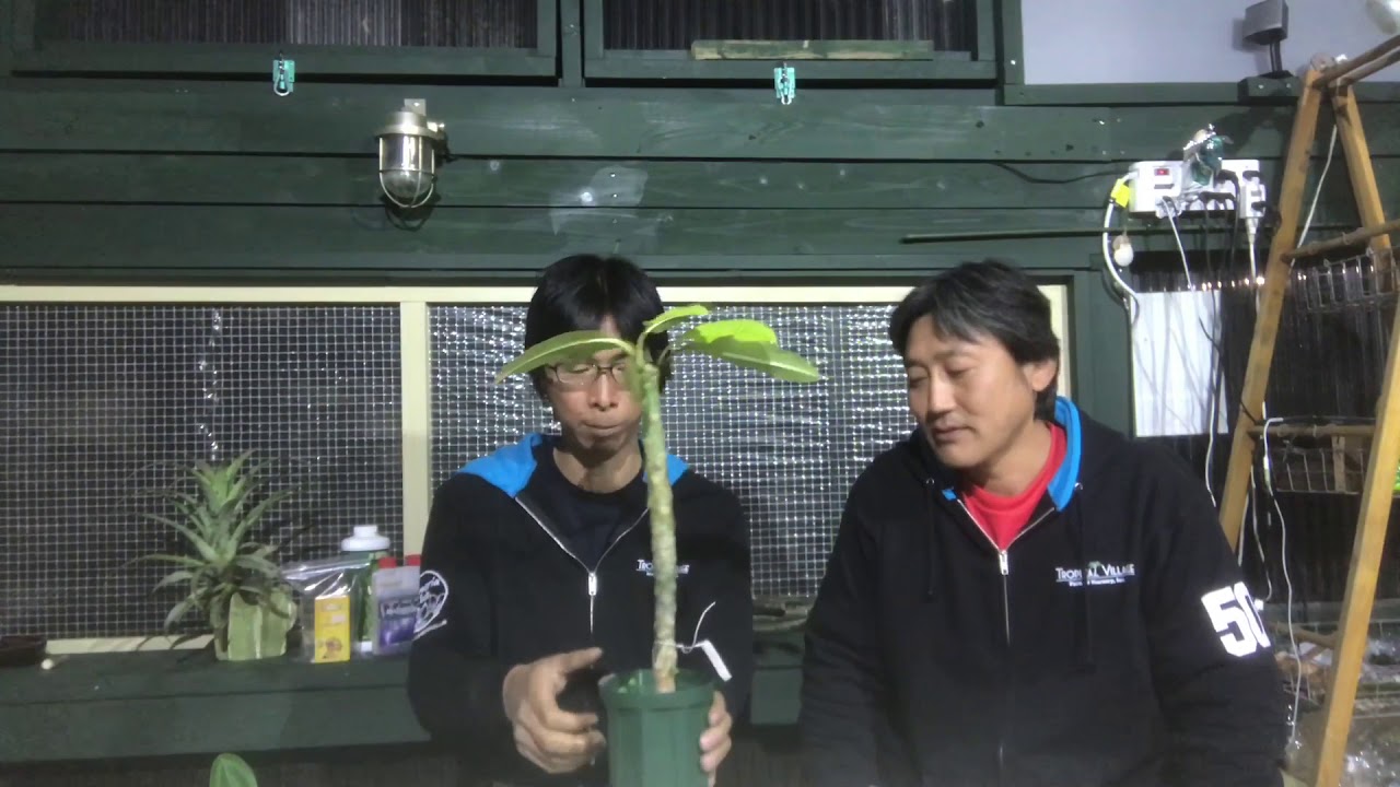 Plumeri Tv Vol 16 プルメリア初心者の方への冬越しアドバイス Youtube