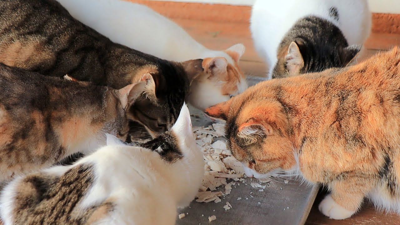 Listen To The Cat Eating Chicken. YouTube