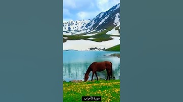 تلاوة هادئة من سورة الأحزاب الآية ٣٥ بصوت#رعد_الكردي #حالات_واتس#المسلمين #الخاشعين#فروجهم #مغفرةً