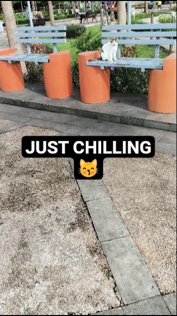 This Stray Cat Found the Perfect Spot to Relaxing 😸 - YouTube