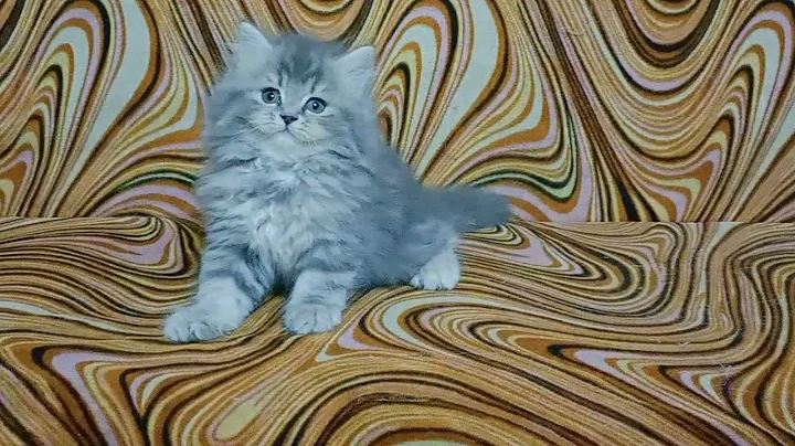 Watch the video about PERSIAN CAT FOR SALE IN MUMBAI BEST QUALITY 9326762195 DELIVERY ALL INDIA #mumbai #persiancat